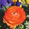 Orange Ranunculus Bulbs - 25 Jumbo Flowering Bulbs - Partial to Full Sun - Image 1