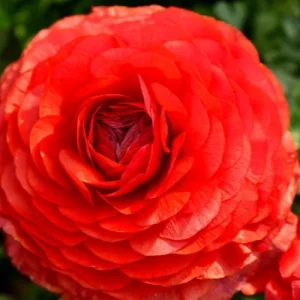 Orange Ranunculus Bulbs - 25 Jumbo Flowering Bulbs - Partial to Full Sun - Image 3