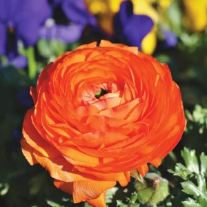 Orange Ranunculus Bulbs - 25 Jumbo Flowering Bulbs - Partial to Full Sun - Image 1