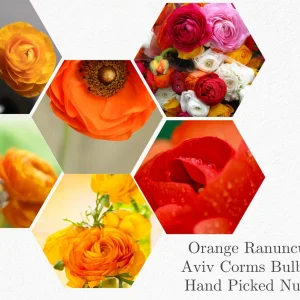 Orange Ranunculus Bulbs - 25 Jumbo Flowering Bulbs - Partial to Full Sun - Image 4