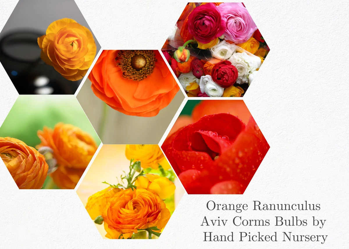 Orange Ranunculus Bulbs - 25 Jumbo Flowering Bulbs - Partial to Full Sun - Image 4