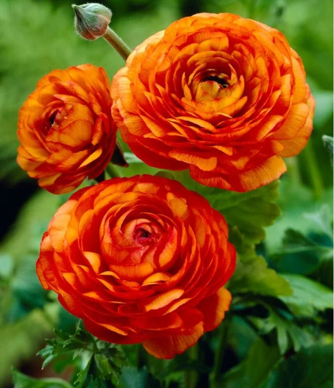 Orange Ranunculus Bulbs - 25 Jumbo Flowering Bulbs - Partial to Full Sun - Image 5