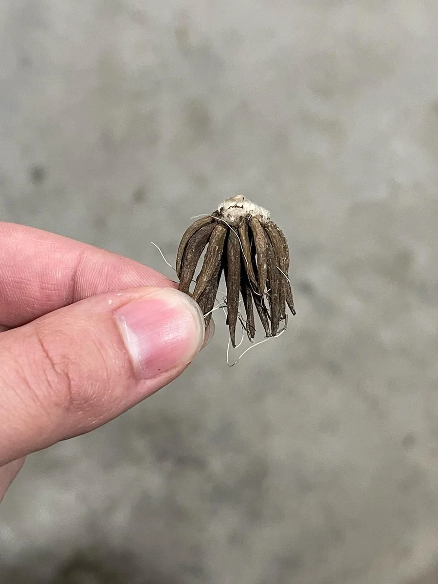 Orange Ranunculus Bulbs - 25 Jumbo Flowering Bulbs - Partial to Full Sun - Image 6