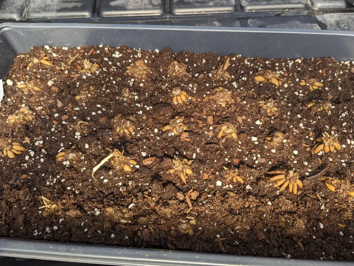 Orange Ranunculus Bulbs - 25 Jumbo Flowering Bulbs - Partial to Full Sun - Image 9