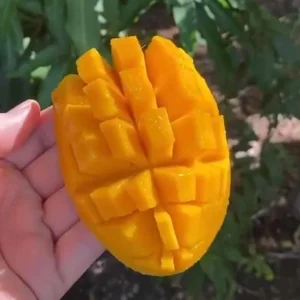 Orange Sherbet Mango Tree Live Plant - Grafted, 3 Gallon Pot, Fruit Tree - Image 2