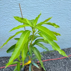 Orange Sherbet Mango Tree Live Plant - Grafted, 3 Gallon Pot, Fruit Tree - Image 5