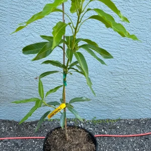 Orange Sherbet Mango Tree Live Plant - Grafted, 3 Gallon Pot, Fruit Tree - Image 7
