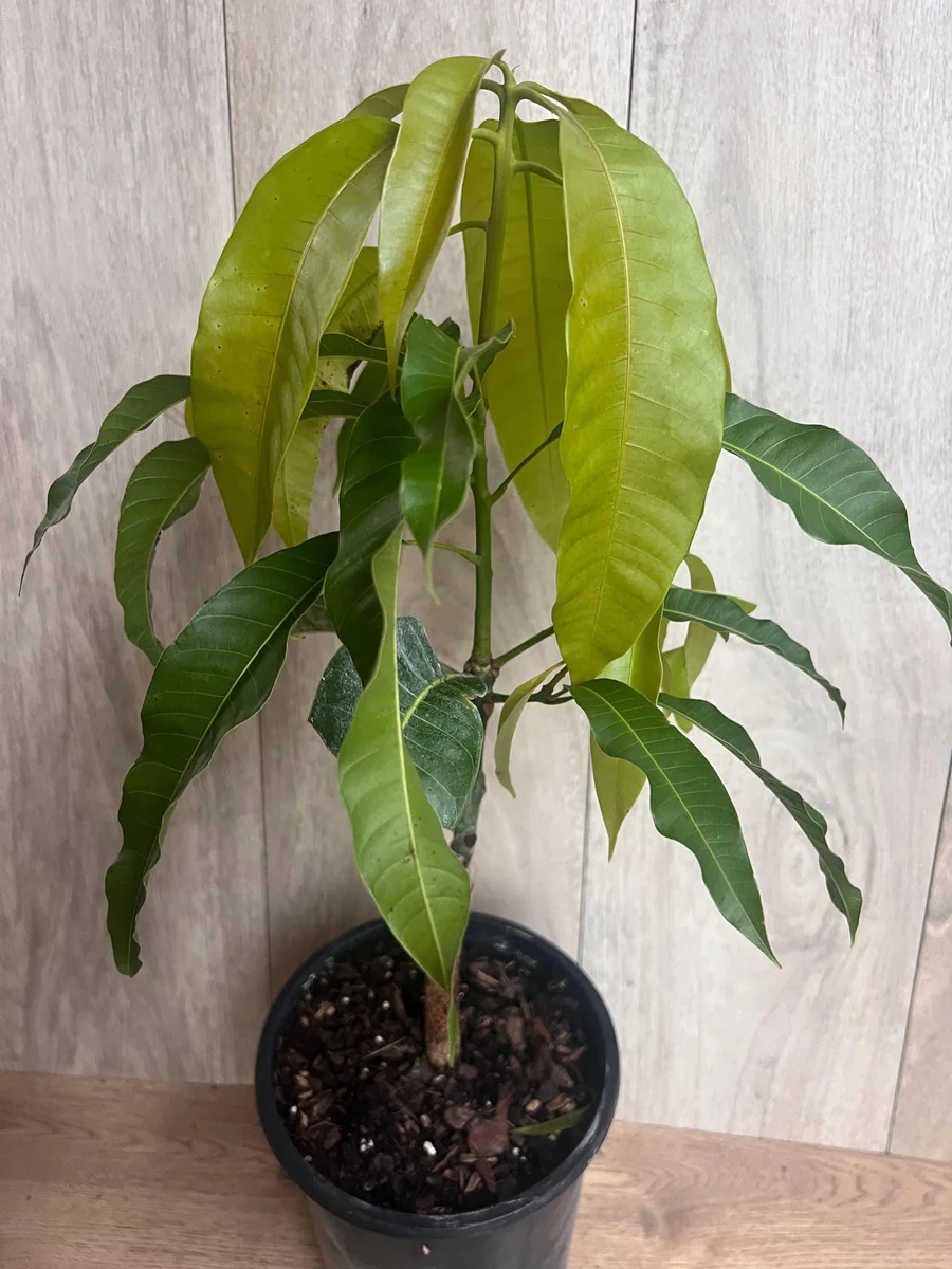 Orange Sherbet Mango Tree Live Plant - Grafted Dwarf Variety - 1/2 Gallon Pot - Image 2