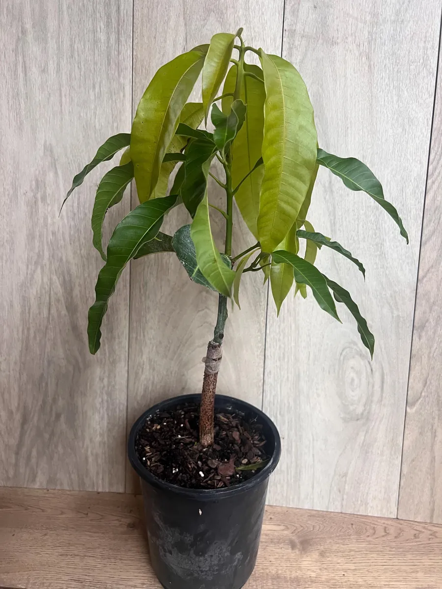 Orange Sherbet Mango Tree Live Plant - Grafted Dwarf Variety - 1/2 Gallon Pot - Image 3
