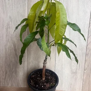 Orange Sherbet Mango Tree Live Plant - Grafted Dwarf Variety - 1/2 Gallon Pot - Image 4