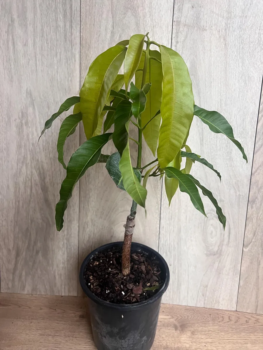 Orange Sherbet Mango Tree Live Plant - Grafted Dwarf Variety - 1/2 Gallon Pot - Image 4