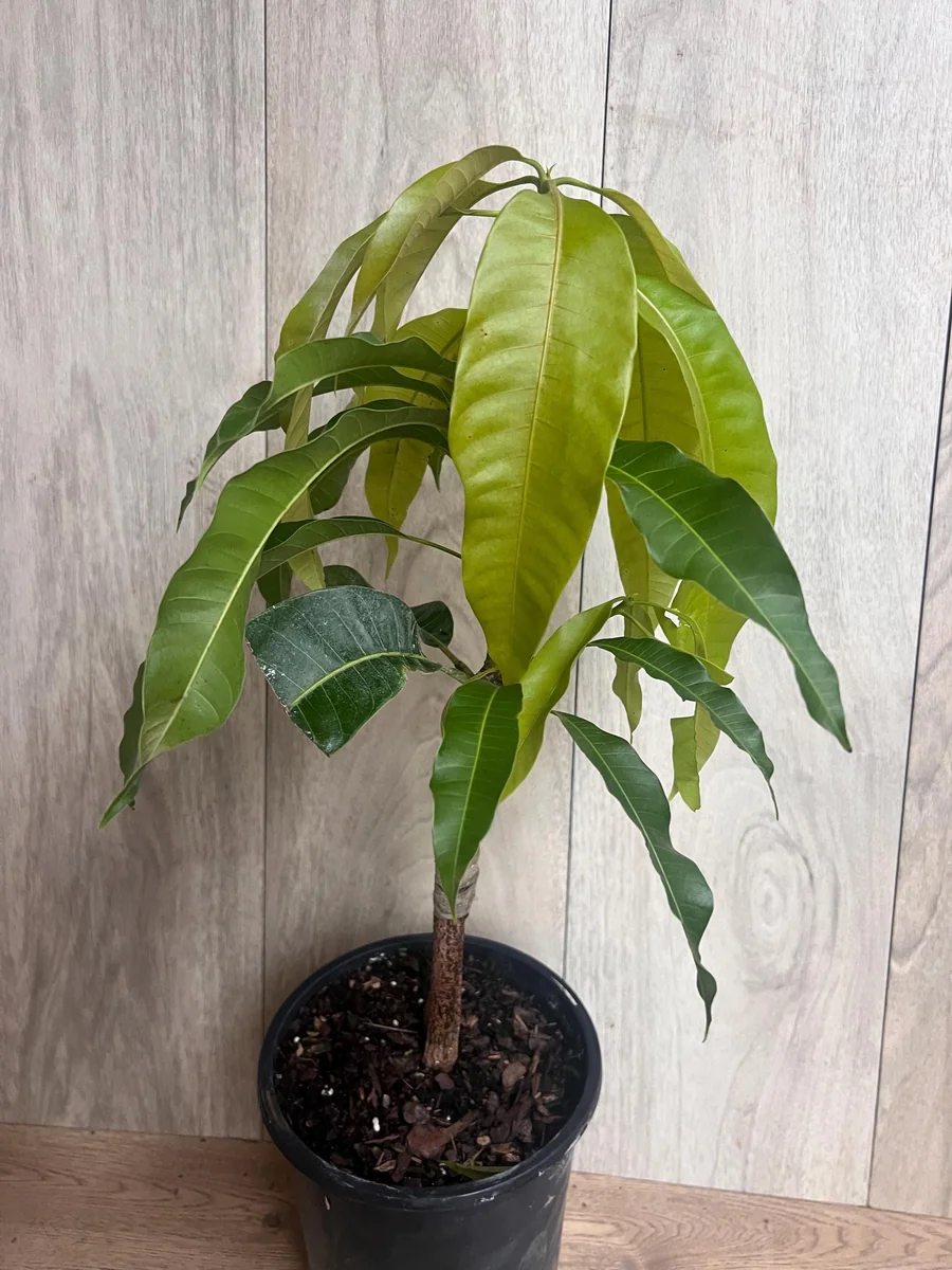 Orange Sherbet Mango Tree Live Plant - Grafted Dwarf Variety - 1/2 Gallon Pot - Image 5