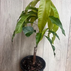 Orange Sherbet Mango Tree Live Plant - Grafted Dwarf Variety - 1/2 Gallon Pot - Image 6