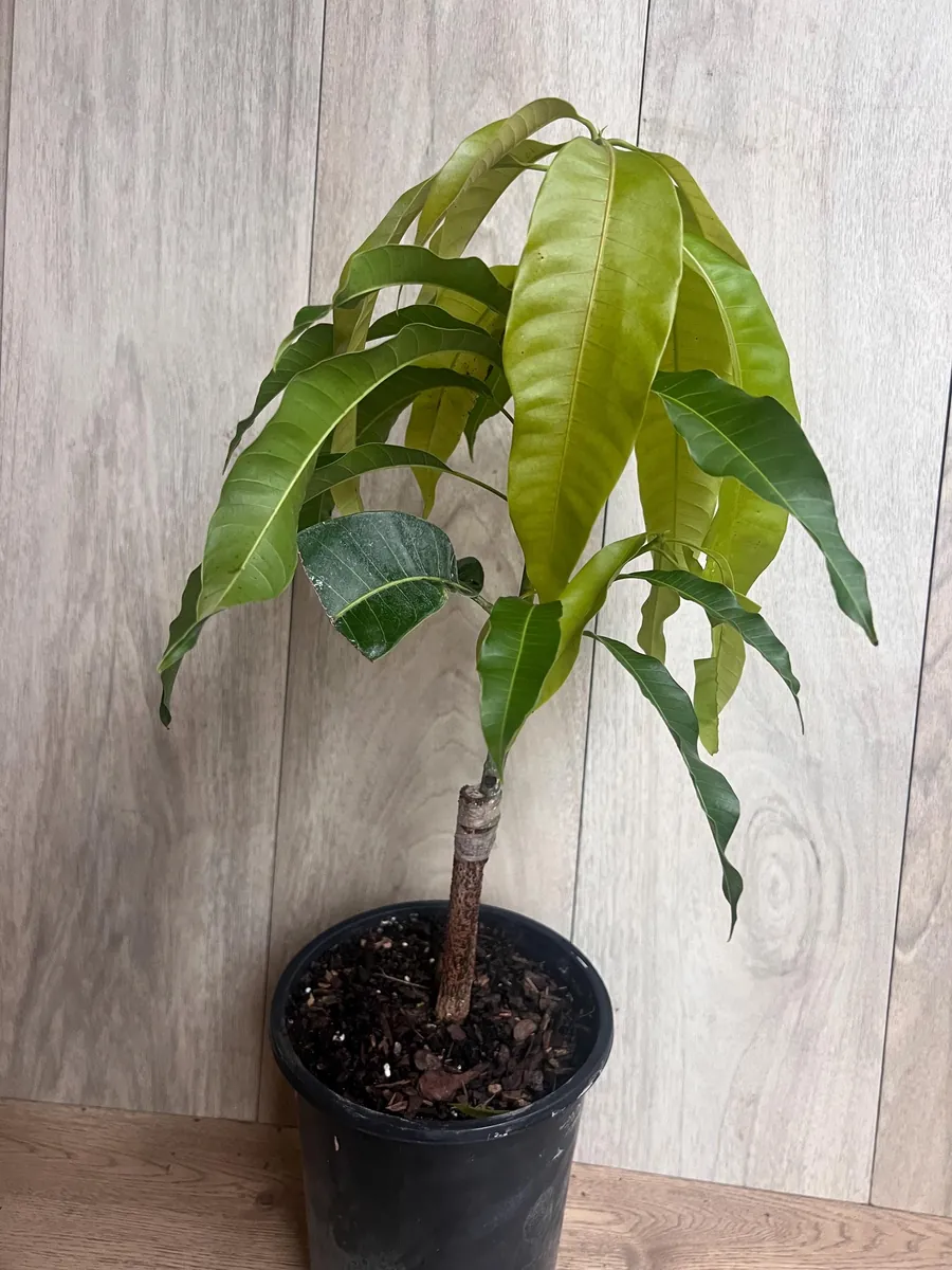 Orange Sherbet Mango Tree Live Plant - Grafted Dwarf Variety - 1/2 Gallon Pot - Image 6