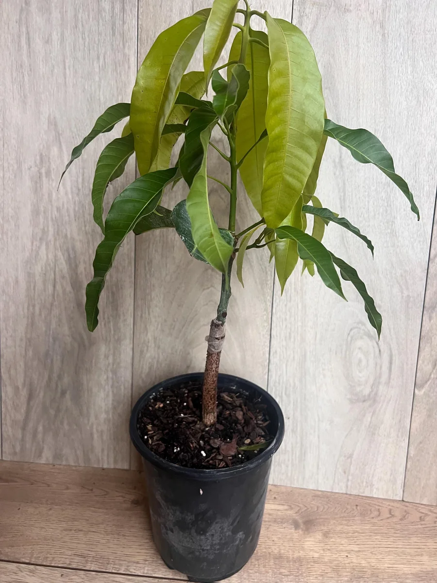 Orange Sherbet Mango Tree Live Plant - Grafted Dwarf Variety - 1/2 Gallon Pot - Image 8