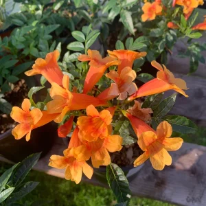 Orange Tacoma Sun Trumpet Live Plant 6" Pot - Indoor/Outdoor - Image 1