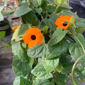Orange Thunbergia Alata Vine Live Plant – 6 inch Pot – Blooming Climber - Image 1