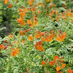 Orange Trumpet Bush Tecoma fulva Live Plant 4 inch Pot Outdoor - Image 2