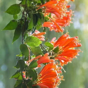 Orange Trumpet Vine Bare-roots - Live Plant for Hummingbirds - 2 Count - Image 2