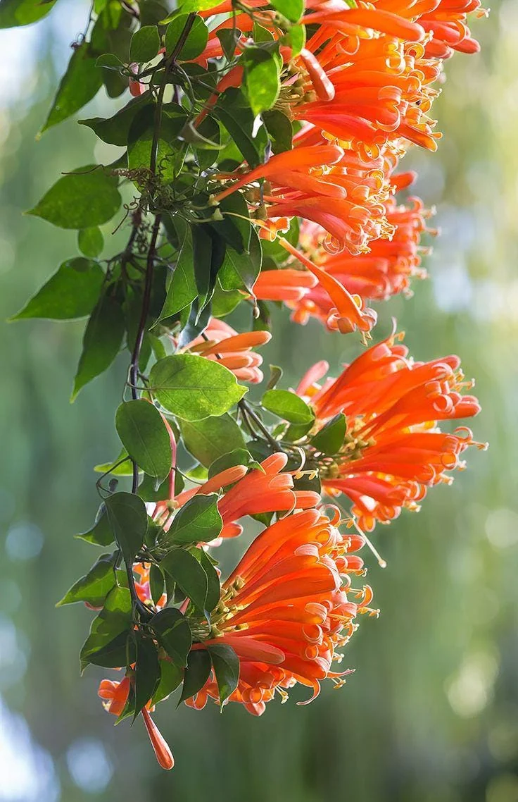 Orange Trumpet Vine Bare-roots - Live Plant for Hummingbirds - 2 Count - Image 2