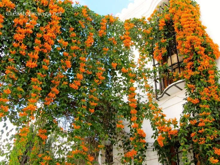 Orange Trumpet Vine Bare-roots - Live Plant for Hummingbirds - 2 Count - Image 3