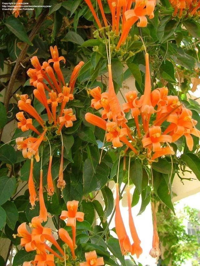 Orange Trumpet Vine Bare-roots - Live Plant for Hummingbirds - 2 Count - Image 4