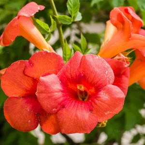 Orange Trumpet Vine Cuttings – Set of 12 – 6-10 Inches – Outdoor Perennial Vine - Image 1