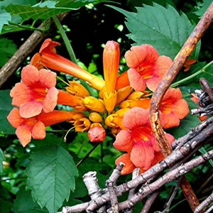Orange Trumpet Vine Live Plant Starter - 8-16 Inches, Hummingbird Vine, Bare Root - Image 2