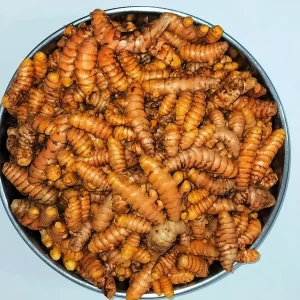 Orange Turmeric Rhizomes - 1-50 lbs Curcuma longa Roots for Growing - Image 3