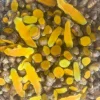 Orange Turmeric Rhizomes for Planting - Fresh Organic Seed Rhizomes - Image 1