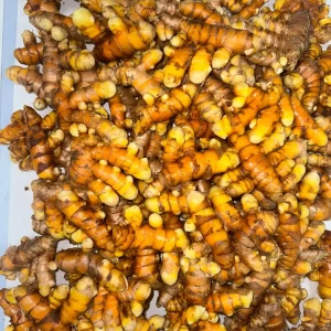 Orange Turmeric Rhizomes for Planting - Fresh Organic Seed Rhizomes - Image 4