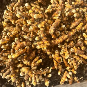 Orange Turmeric Rhizomes for Planting - Fresh Organic Seed Rhizomes - Image 5