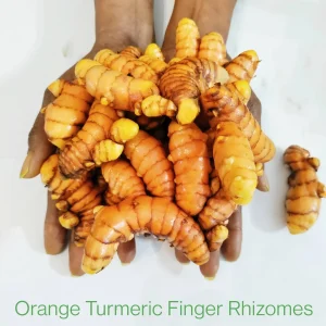 Orange Turmeric Rhizomes - Fresh Organic Curcuma longa Root for Planting & Culinary Use - Image 2