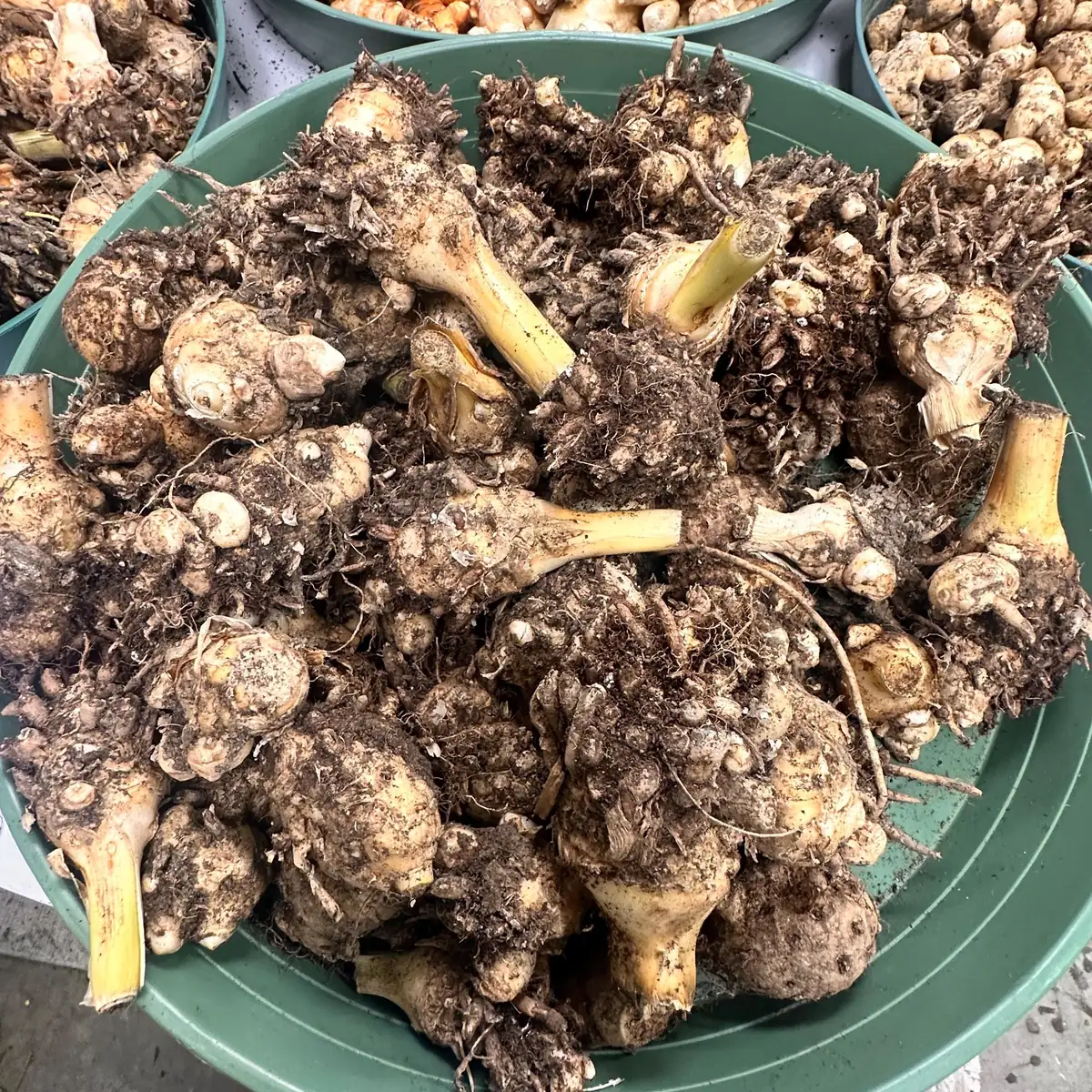Orange Turmeric Rhizomes - Fresh Organic for Planting & Growing - Image 10