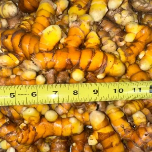 Orange Turmeric Rhizomes - Fresh Organic for Planting & Growing - Image 2