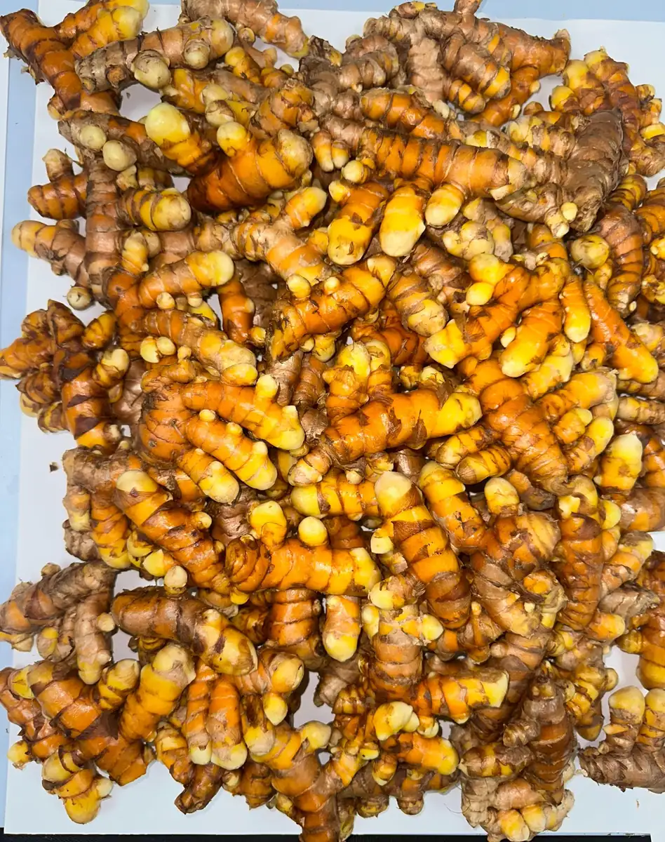 Orange Turmeric Rhizomes - Fresh Organic for Planting & Growing - Image 4