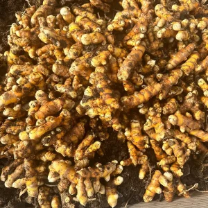 Orange Turmeric Rhizomes - Fresh Organic for Planting & Growing - Image 5