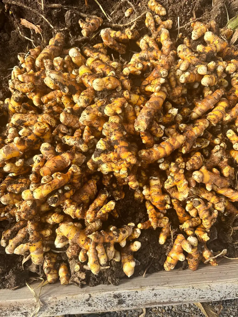 Orange Turmeric Rhizomes - Fresh Organic for Planting & Growing - Image 5
