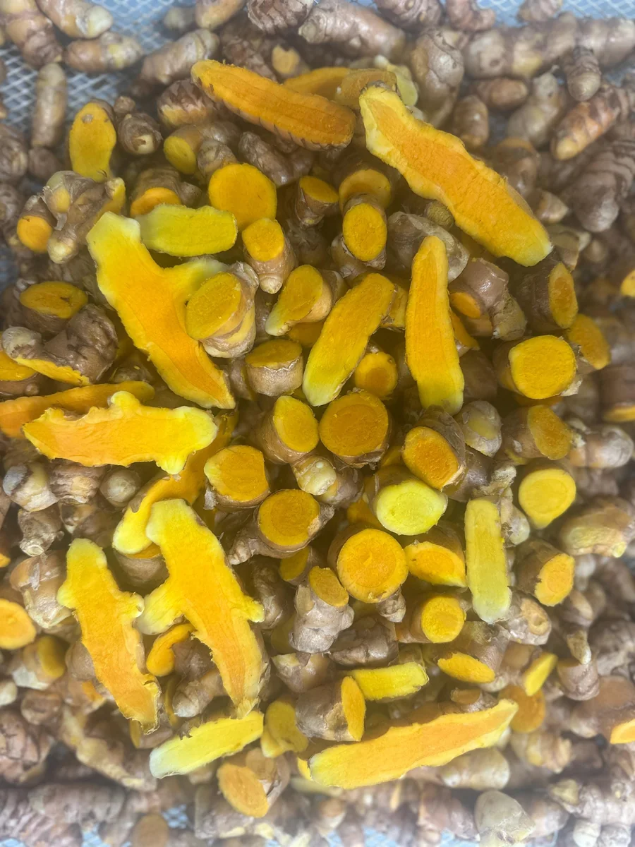 Orange Turmeric Rhizomes - Fresh Organic for Planting & Growing - Image 1