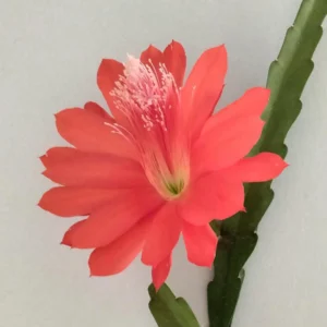 Orchid Cactus Live Plant – 12