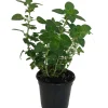 Oregano Herb Live Plant - 3 inch Pot - Culinary & Aromatic Green - Image 1