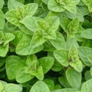Oregano Live Herb Plant – 6 Inch Height – Perennial – Zones 5-10 - Image 1
