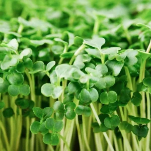 Organic Broccoli Microgreen Seeds - Heirloom, Non-GMO Sprouting Seeds - Image 2