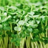 Organic Broccoli Microgreen Seeds - Heirloom, Non-GMO for Sprouting (250+ Seeds) - Image 1