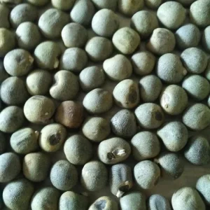 Organic Clemson Spineless 80 Okra Seeds - Heirloom Vegetable, 100+ Seeds - Image 3