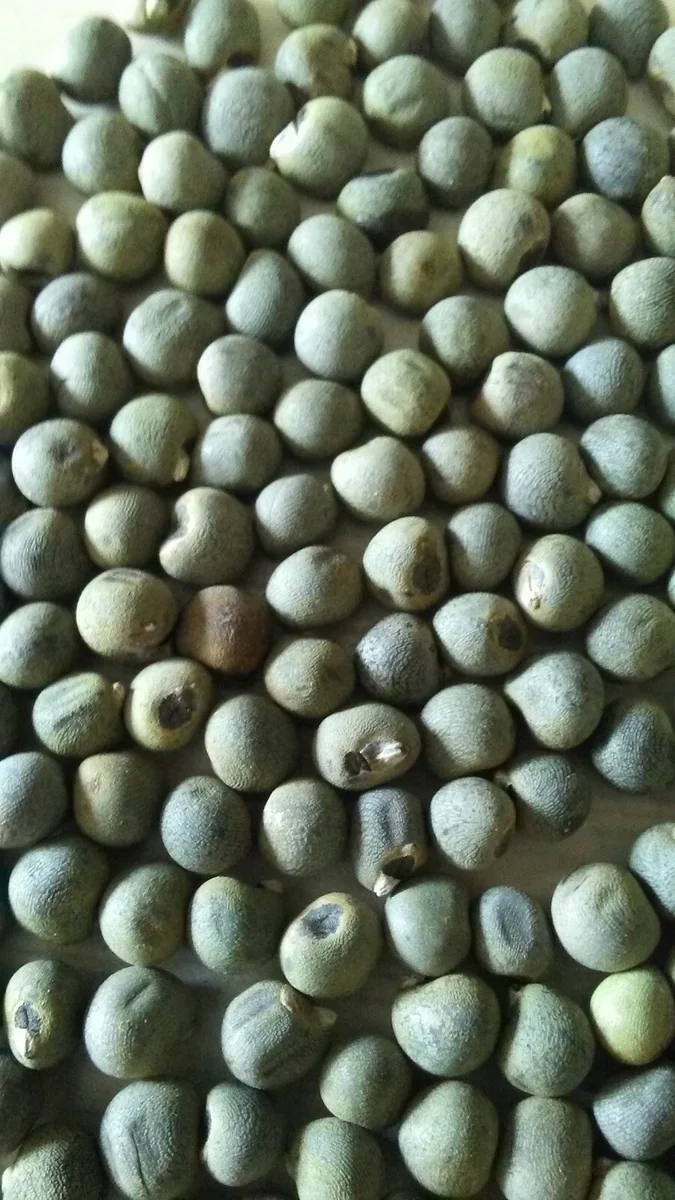 Organic Clemson Spineless 80 Okra Seeds - Heirloom Vegetable, 100+ Seeds - Image 3