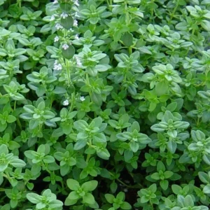 Organic Common Thyme Herb Seeds - Thymus Vulgaris - Non-GMO - 2000+ Seeds - Image 1