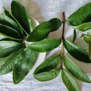 Organic Fresh Guava Leaves - Psidium guajava - Culinary & Tea Use - Image 2