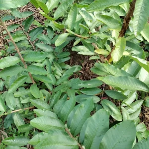 Organic Fresh Guava Leaves - Psidium guajava - Culinary & Tea Use - Image 3