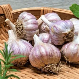 Organic Garlic Bulbs - 4 Pack Mixed Variety Chesnok Red, Music, Italian - Hardneck & Softneck for Planting & Eating Outdoor - Image 4